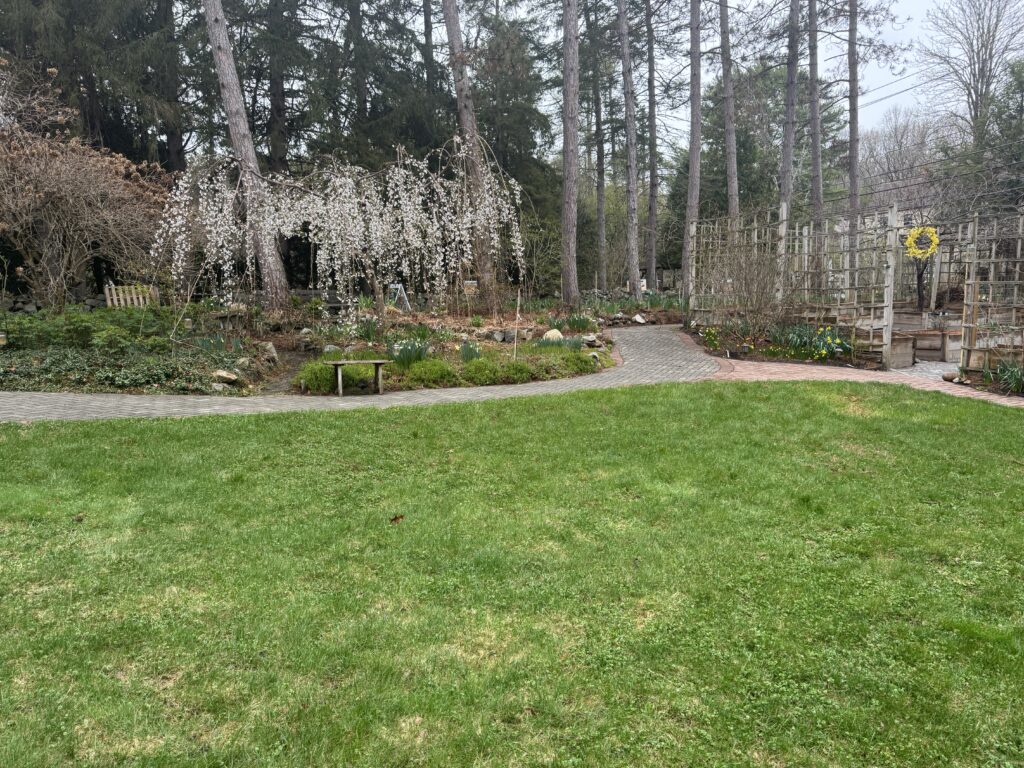 Weeping Cherry Tree is a specimen labeled in our 25-tree Arboretum