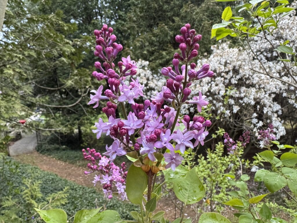 Evangeline is first to bloom!