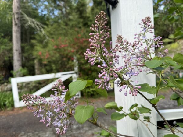 Cheyenne Lilac at the Front Gate
