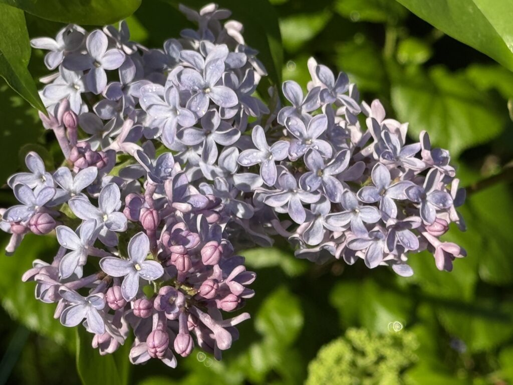 President Lincoln, Single Blue Lilac variety